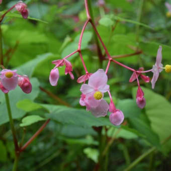 画像一覧 登山 花日記 画像一覧 登山 花日記