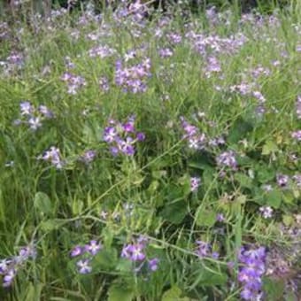 ハマダイコンの花