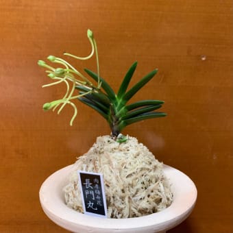 長門丸