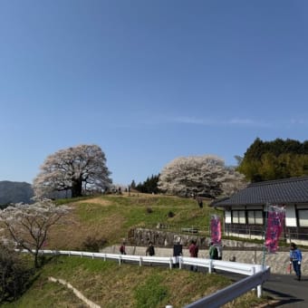 鶴山公園と醍醐桜