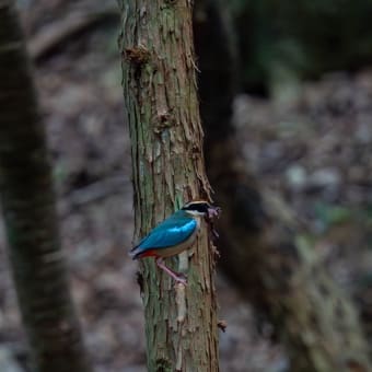 考えもしなかった八色鳥