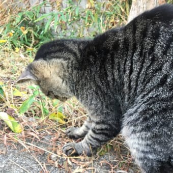 寛容さについて最近思ったこと