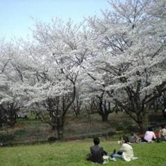 満開の桜と昭和記念公園の花情報をお届けします（H.２０/4/4)