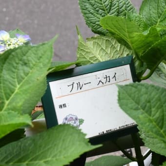 イソヒヨドリとマムシ