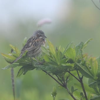 あの時の霧と雨