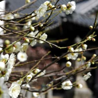 菅原神社　梅　その３
