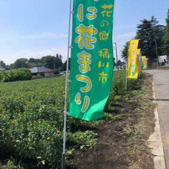 梅雨が近づいてべに花の季節です