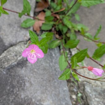 綺麗な花には・・・