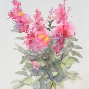 【売り切り御免！】 - ”百日紅” 夏の花 水彩画を友として 旧退職おじさんの水彩画日記 ： 絵画