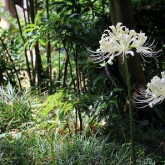 白色、ピンク　彼岸花