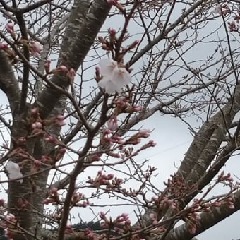 ようやく市民センターの桜が満開　