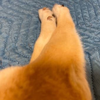 娘とはいつの間にか仲直り｜豚肉のカレー｜黄昏れるコロ助