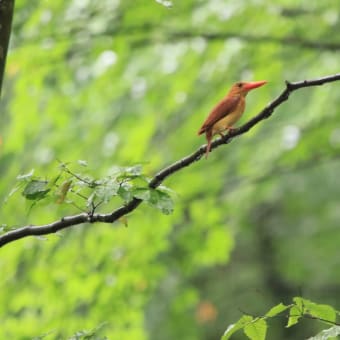 日々是探鳥～アカショウビン　遠征⓶...part 805