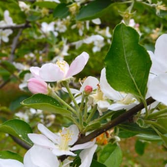 ２０２４・４・１９　新緑の皇居東御苑は、ツツジ満開、八重桜満開、リンゴの花満開、シャガ満開、色々咲く。