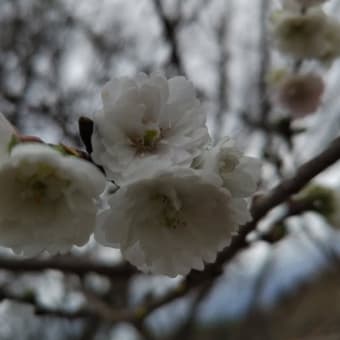 県立植物園だよ