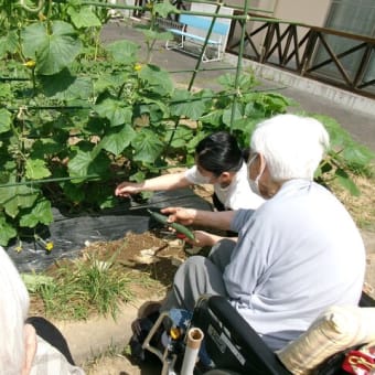ケアライフ柳原　畑のきゅうり