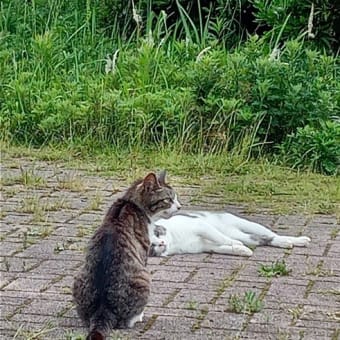 新・里山猫八伝