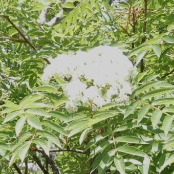 花の百名山 平標山
