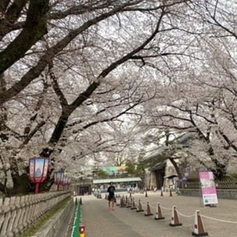 4月5 日の桜
