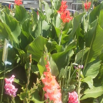 路傍のミニ花壇