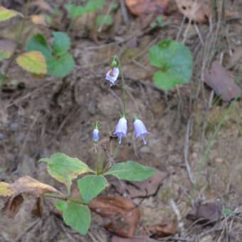 公園で花探し