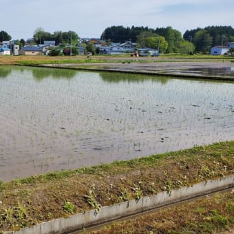 【農業日誌】田植え2024