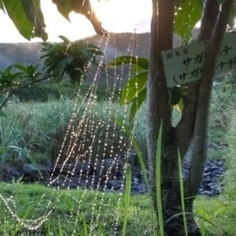 昨夜は雨でクーラー無しの、扇風機のみで就寝。