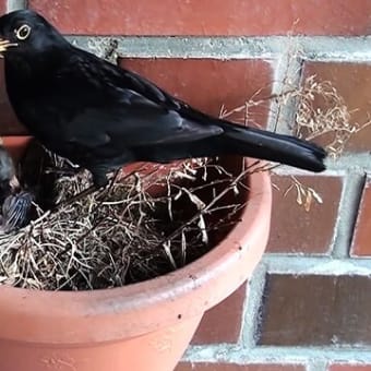 Common Blackbird Life Cycle (Blackbird Feeding Chicks In The Nest)