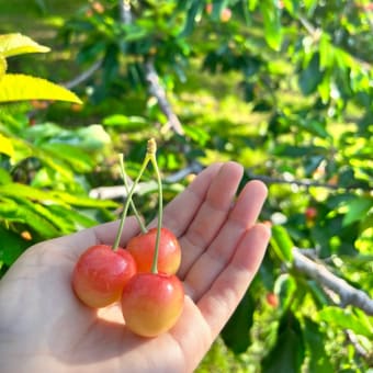 7月19日（火）園内状況🍒