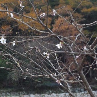 12月4日　武田山～火山～丸山～大茶臼