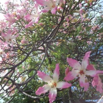 今年も見事に咲きほこるトックリキワタ