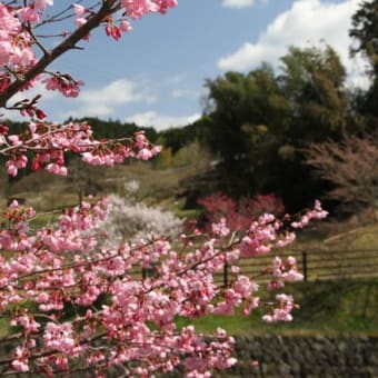 宇陀の又兵衛桜
