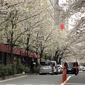 さくらフェス