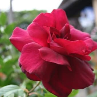 二番花