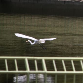 先日の鳥サン　久しぶりの撮影です♪