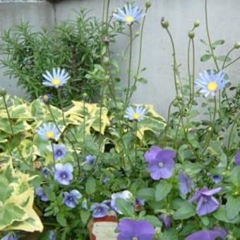 日陰のミニ花壇 Haruの庭の花日記 Haru S Garden Diary