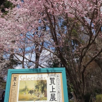 上野公園 と忍ばずの池の桜