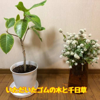 いただきました