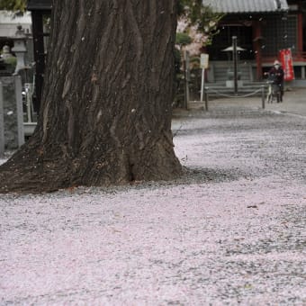 1415  桜の時期