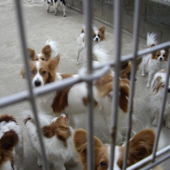 犬舎訪問