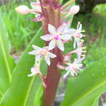 花が咲きました。