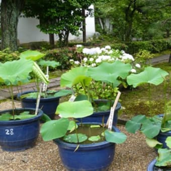 2011年6月19日(日)　法金剛院