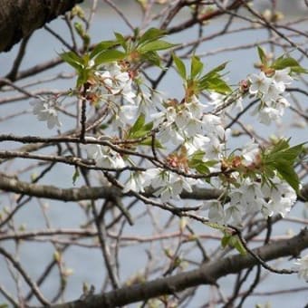 ソメイヨシノ開花　～湖山池・鳥取市～