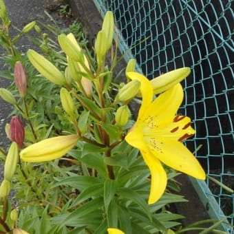 参道の緩い坂道百合の花（愛宕神社）