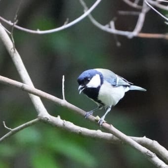 初夏の一人探鳥