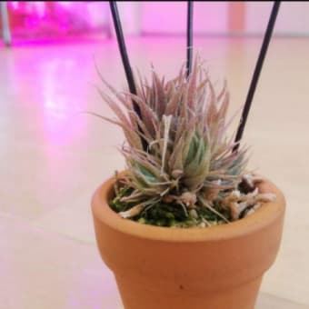 Tillandsia sprengelianaって意外と丈夫。