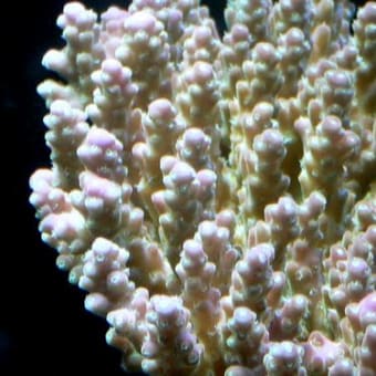 【Acropora granulosa 】