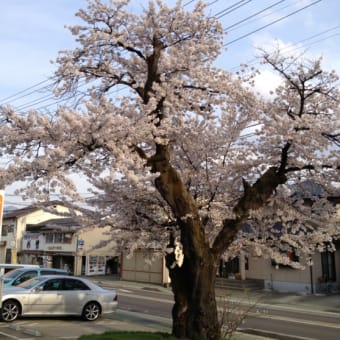 桜咲いた？　雪の桜？？