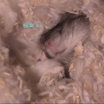 「ちがくて」「できなさそう」って？