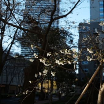 新宿の桜　第6回日本臨床肛門病学会学術集会に参加　岡崎外科ブログ